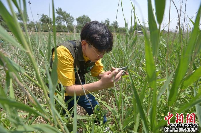 志愿者在青岛市城阳区入海口湿地候鸟保护区调查水生植物。　王海滨 摄
